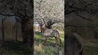 How many deer have you counted?😄🦌   