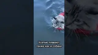 Умеют ли кошки плавать?🐱🌊 
