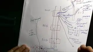 Anatomy of Sympathetic Cervical Ganglia