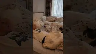 Waking up in the most pleasant bed in the world with 3 cats and 1 baby.