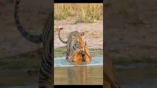 Tiger hunt deer