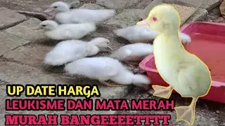 harga entok leukisme-entok mata merah -entok mileneal -entok rambon -entok riple