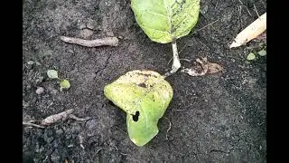 Самосев растёт 1 августа ч2