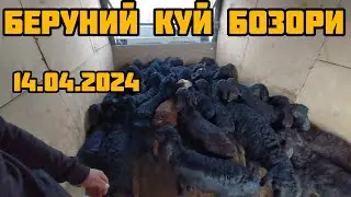 БЕРУНИЙ КУЙ КУЧКОР БОЗОРИ 14.04.2024