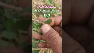 కళ్ళజోడు విసిరి పారేయండంతే... #naturalmedicine #teluguayurvedam #shortsvideo  #nature