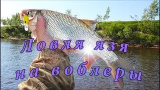 Ловля язя на воблеры.