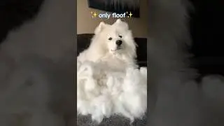 Only floof! #viral #samoyedpuppy #youtubeshorts #youtube #samoyed #yt #shortsvideo  #shortsviral