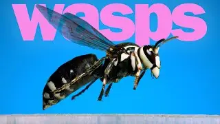 Filming this changed how I see WASPS!