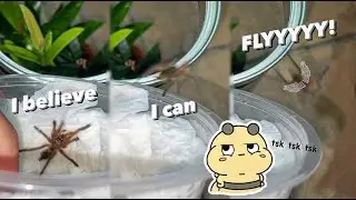 Unboxing a “FLYING” TARANTULA…. (at least that’s what he thinks) 🙄 #EveryoneCanDream i guess