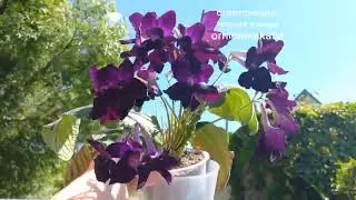 Стрептокарпус черная птичка