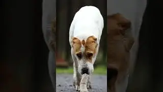 ЛЕВ ПРОТИВ АЛАБАЯ! 