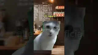 Как сделать чтобы у тебя покупали выпивку🤨🤨#хочуврек#котики#футажи#shorts Автор звука:@kikkadim