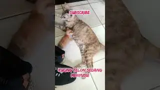 kucing telon menyusui anaknya 