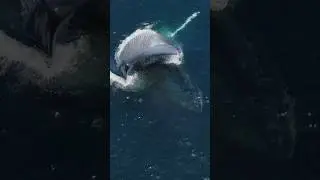 A Blue Whale taking a colossal bite! #viral #whale