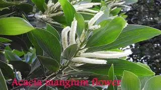 Acacia mangium Flowers for pollen and leaves for nectar