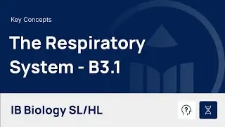 The Respiratory System [IB Biology SL/HL]
