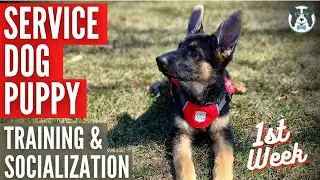 🔴 HOW TO TRAIN A SERVICE DOG PUPPY - Training and Socializing Your Service Dog
