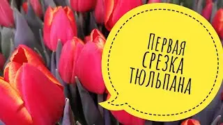 First Tulip Cut | Refrigerator from a Bathhouse | A Large Flower Shop Review