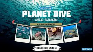 Hundreds of Jack Fish are Back! Twin Rocks at Planet Dive Resort, Anilao, Batangas!