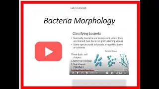 Bacteria Morphology