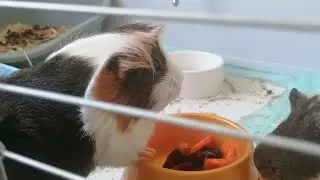 Морские свинки кушают овощи. 💗ASMR💗