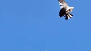 Летные на даче, у Игоря Тихонова.