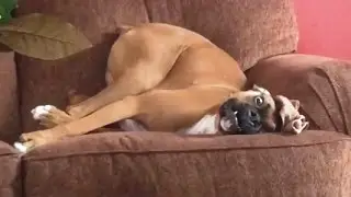 Dogs Throwing Tantrums