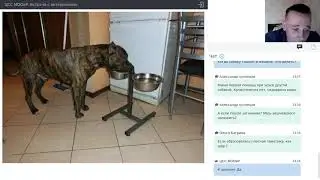 Щенки