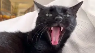 Big fang yawn MAX 🐈‍⬛