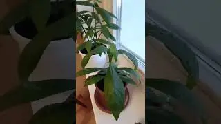 Пахистахис . Опытные советы.4 часть