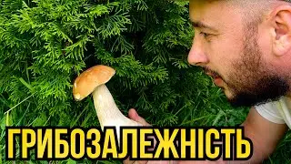 Білі Гриби у Дубовому Лісі!!! Збір під листками.