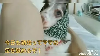 久々、「ほっかむり」をして、ママの足を舐めるワンコ