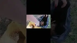 Грибы