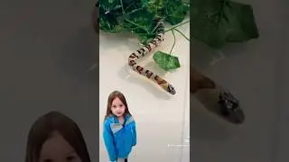 Variable kingsnake 