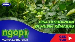 PANDUAN LENGKAP CARA TANAM CABAI AGAR BERBUAH LEBAT | PART 2 - NGOPI #11