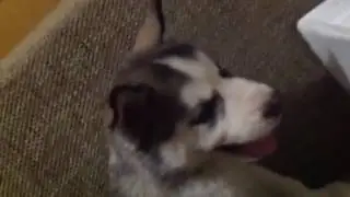 Щенок хаски