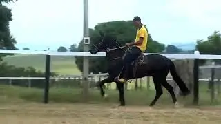 KADAR E.A.O. - CENTRAL DE COBERTURAS - MANGALARGA MARCHADOR