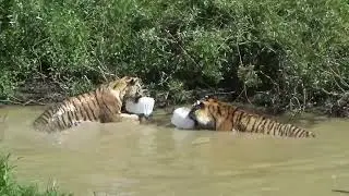 Тигры устроили водное поло🐯🐾 ПАРК ЗЕМЛЯ ПРАЙДА 🌿