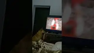 Аліса клацнула паузу в ноутбуці