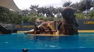 Loro kotiki