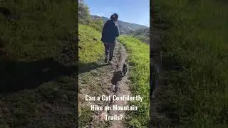 A Kitty Cat Hiking on Mountain Trails 