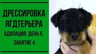Дрессировка щенка ягдтерьера. Адаптация. День 5. Занятие 4
