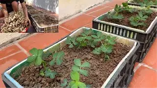How to grow peanuts at home - Harvest a bumper crop of peanuts