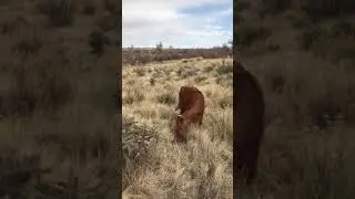A Beefmaster heifer delivers her calf and begins cleaning it.