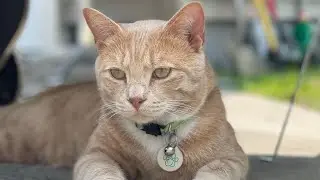 Cat and dog relaxing outside