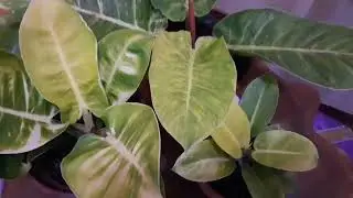 Philodendron Moonlight Varieties