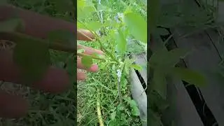 Прирост на чандлере