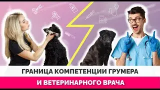 Границы компетенции грумера и ветеринарного врача ? Чего не должен делать грумер?!