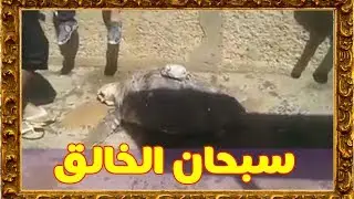 سبحان الله سلحفاة البحر خارجة تتسركل و هازة ولدها...مسجد الحسن 2 في كازا