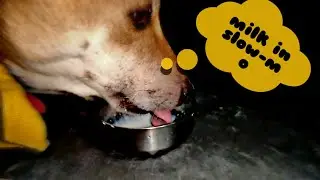 How we eat 🐕🦴slow-mo 🕒🕞🥛🍼 | Tuku the dog🐶